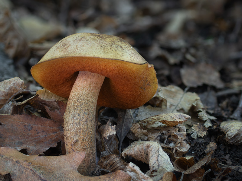 Suillellus mendax Boletus mendax Suillellus mendax